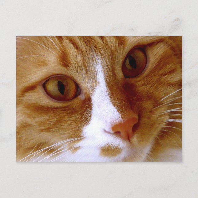 Close Up Cat Postcard (Front)