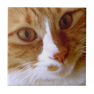 Close Up Cat Tile