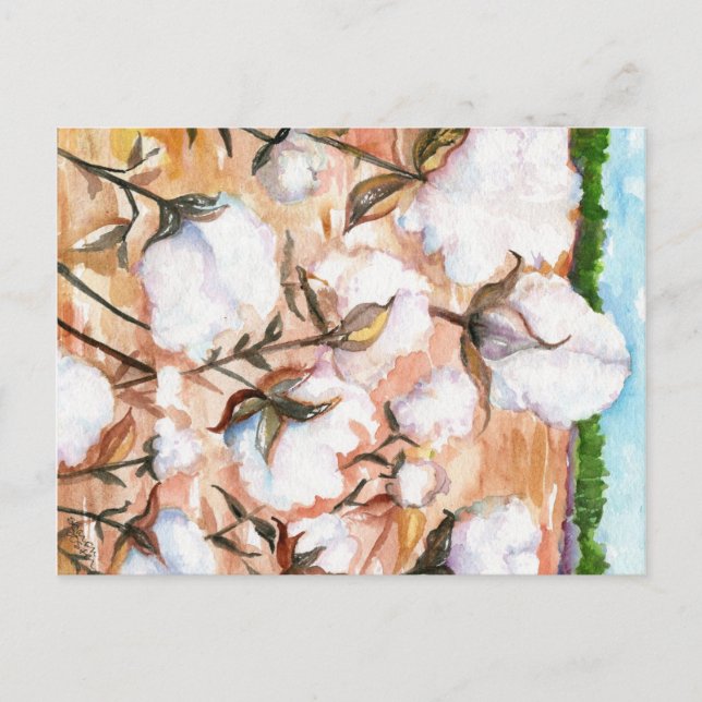 Close up Cotton Field Postcard (Front)