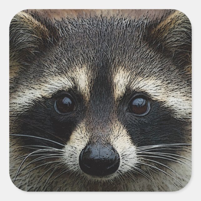 Close Up Cropped Face Racoon Stare Square Sticker (Front)