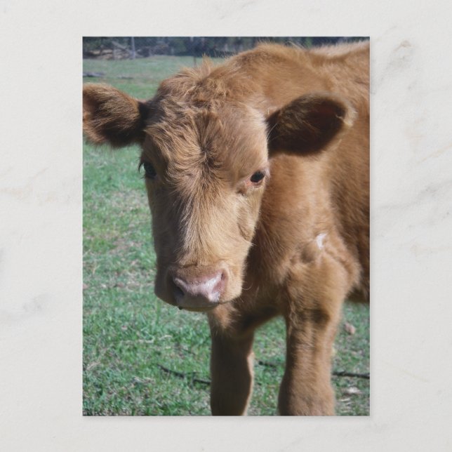Close-up Cute Calf Postcard (Front)