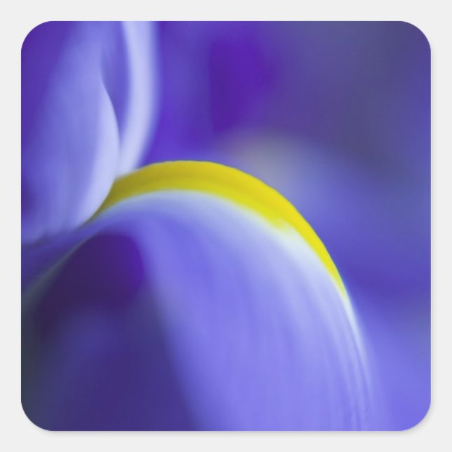Close-up detail of a Blue Flag iris. Square Sticker (Front)