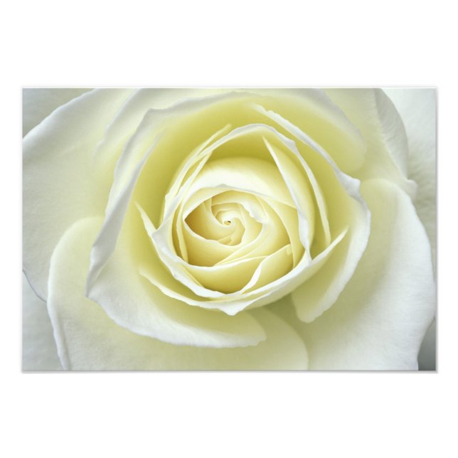 Close up details of white rose photo print (Front)
