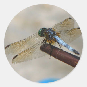 Close up Dragonfly Classic Round Sticker