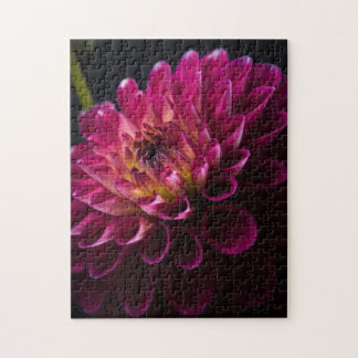 Close-up flowers series: Dahlia Jigsaw Puzzle