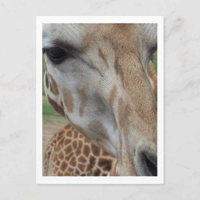Close-Up Giraffe Postcard (Front)