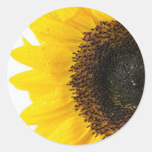 Close Up Image Of Sunflower Classic Round Sticker
