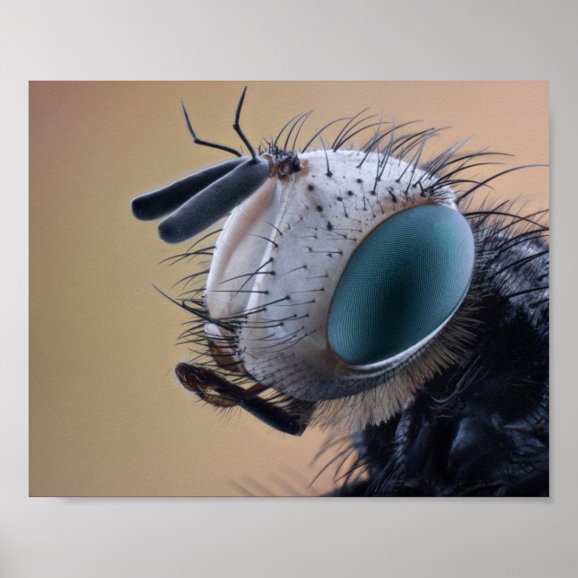 Close-up Insect Bug Head Poster (Front)