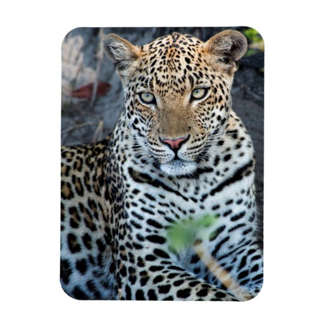 Close up leopard portrait sitting magnet (Vertical)