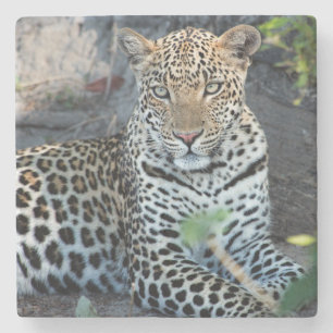 Close up leopard portrait sitting stone coaster