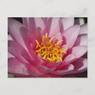 Close up Lilly Postcard