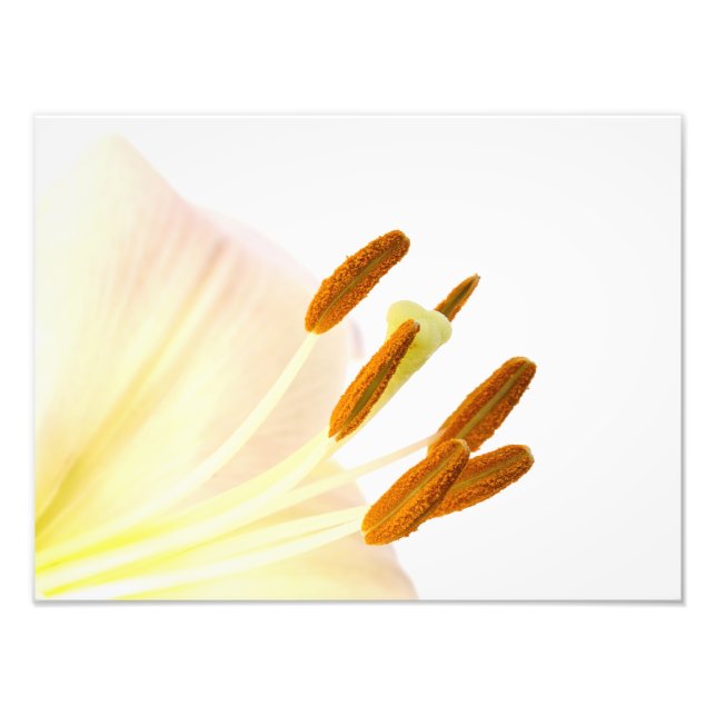 Close up lily stamen photo print (Front)