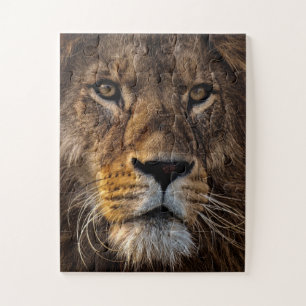 Close Up Lion, Adult Male Jigsaw Puzzle