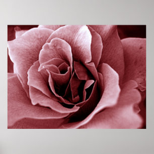 Close Up Monochrome Rose Flower Poster