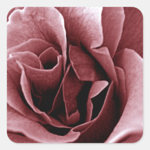 Close Up Monochrome Rose Flower Square Sticker