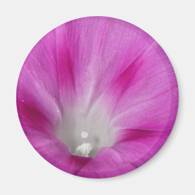 Close-up Morning Glory Magnet (Front)