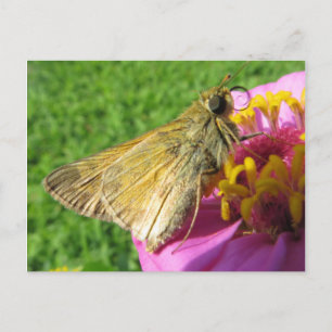 Close Up Moth On Flower Postcard