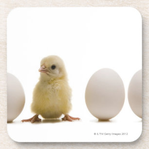 Close-up of a baby chick with three eggs coaster