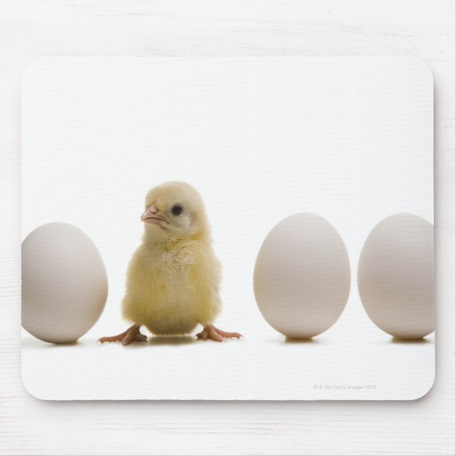 Close-up of a baby chick with three eggs mouse pad (Front)