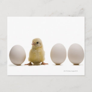 Close-up of a baby chick with three eggs postcard