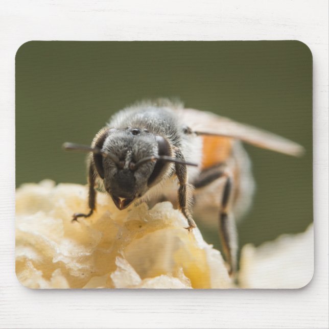 Close-Up of a Bee in a Beehive Mouse Pad (Front)