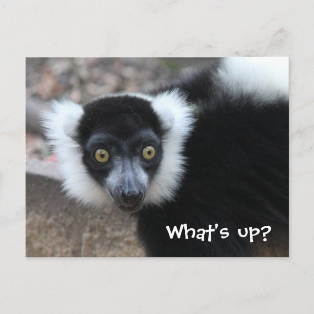 Close up of a Black and White Ruffed Lemur Postcard (Front)