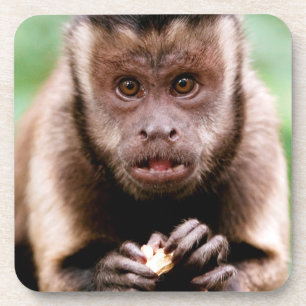 Close-up of a black-capped capuchin monkey coaster