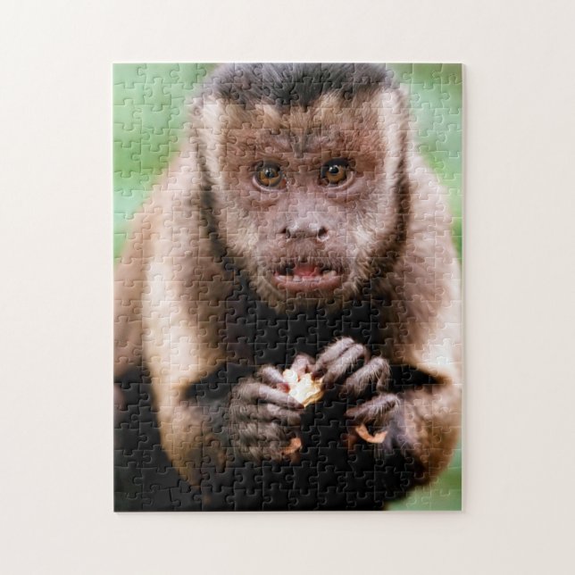 Close-up of a black-capped capuchin monkey jigsaw puzzle (Vertical)