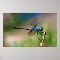 Close-Up Of A Blue Dragon Fly On A Branch