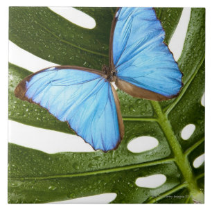 Close up of a Blue Morpho Butterfly on a palm Tile