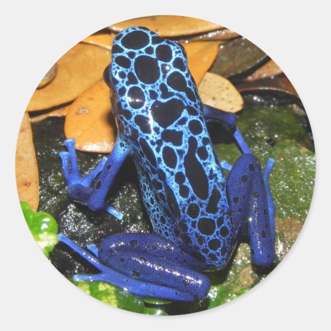 Close up of a Blue Poision Dart Frog Classic Round Sticker (Front)