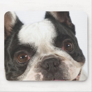 Close-up of a Boston Terrier sticking out its Mouse Pad