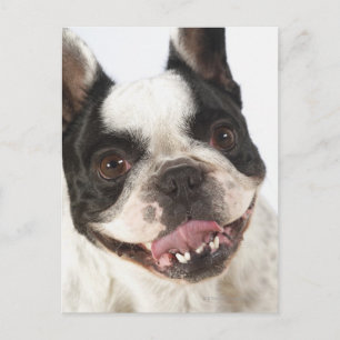 Close-up of a Boston Terrier sticking out its Postcard