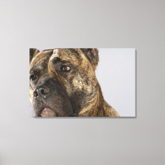 Close-up of a Boxer Canvas Print