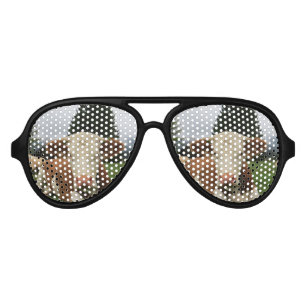 Close up of a brown and white cow laying down aviator sunglasses