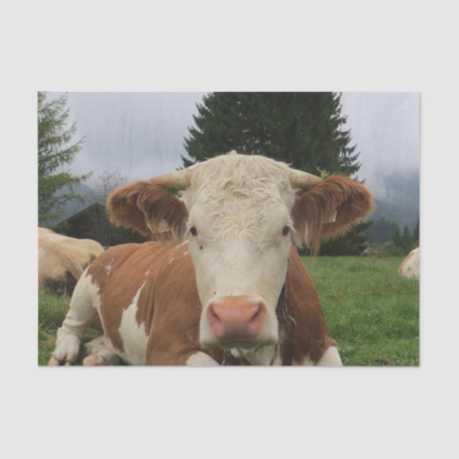 Close up of a brown and white cow laying down tissue paper (Front)
