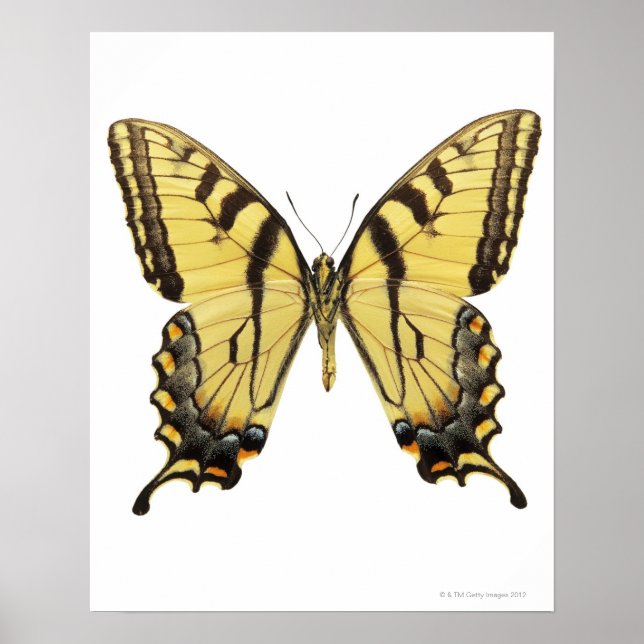Close-up of a butterfly 2 poster (Front)