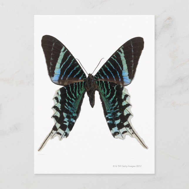 Close-up of a butterfly postcard (Front)
