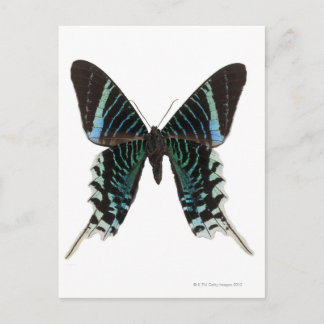 Close-up of a butterfly postcard
