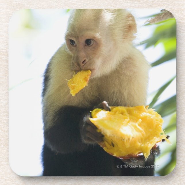 Close-up of a capuchin monkey eating a fruit coaster (Front)