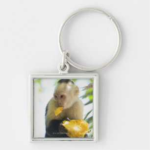 Close-up of a capuchin monkey eating a fruit key ring