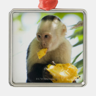 Close-up of a capuchin monkey eating a fruit metal tree decoration
