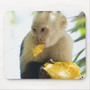 Close-up of a capuchin monkey eating a fruit mouse pad