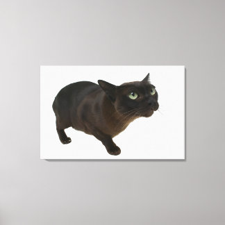 Close-up of a cat 2 canvas print