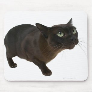 Close-up of a cat 2 mouse pad