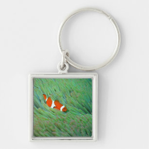 Close up of a clown anemone fish, Okinawa, Japan Key Ring