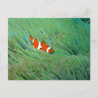 Close up of a clown anemone fish, Okinawa, Japan Postcard