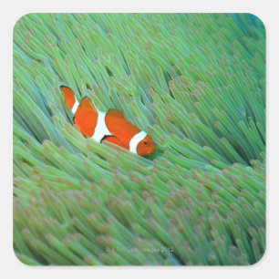 Close up of a clown anemone fish, Okinawa, Japan Square Sticker