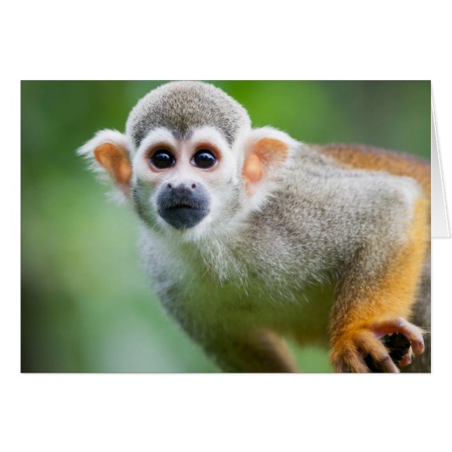 Close-up of a Common Squirrel Monkey (Front Horizontal)