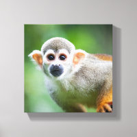 Close-up of a Common Squirrel Monkey